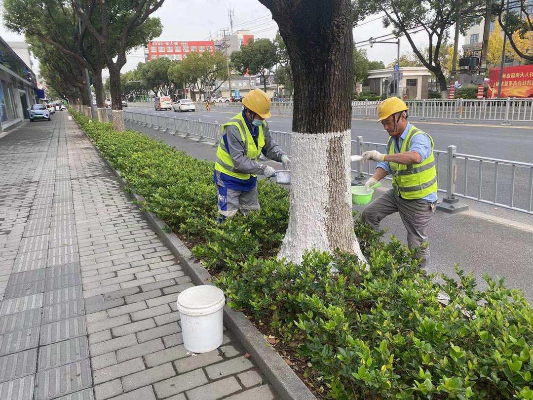 里水城区道路绿化苗木涂白